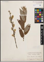 Foto von Salix caprea L. x Salix viminalis L.